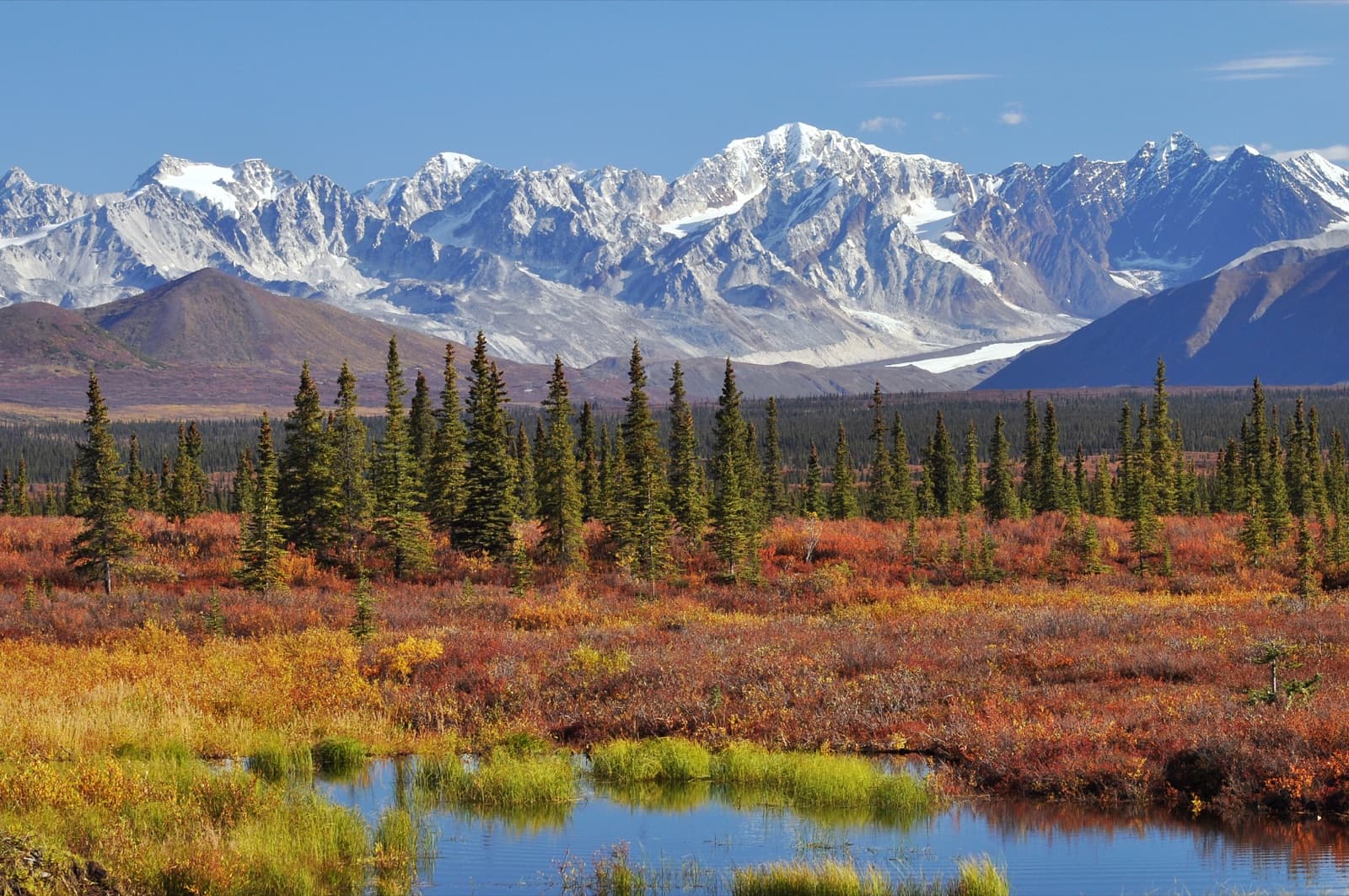 Autumn tundra and spruce on Monahan Flat below the snow-covered eastern Alaska Range, off the Denali Highway